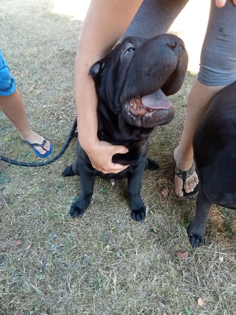 De La Petite Néméa - Chiots disponibles - Shar Pei