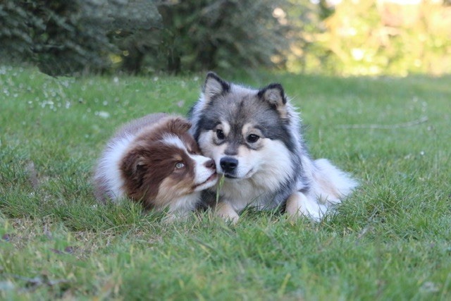 De La Contrée De Léonidas - Comment trouver son chiot finnois de Laponie ? 