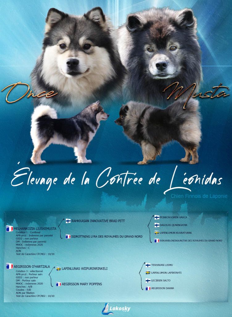 De La Contrée De Léonidas - Chien finnois de Laponie - Portée née le 17/04/2021