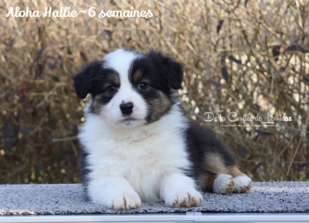 De La Contrée De Léonidas - Chiots disponibles - Berger Australien