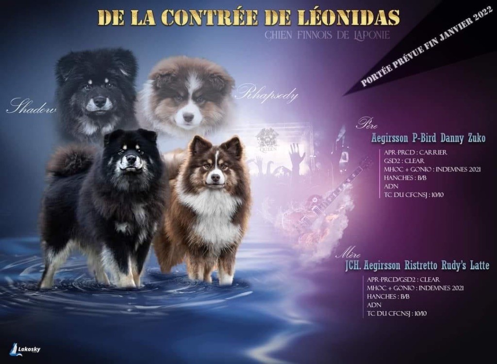 De La Contrée De Léonidas - Chien finnois de Laponie - Portée née le 21/01/2022