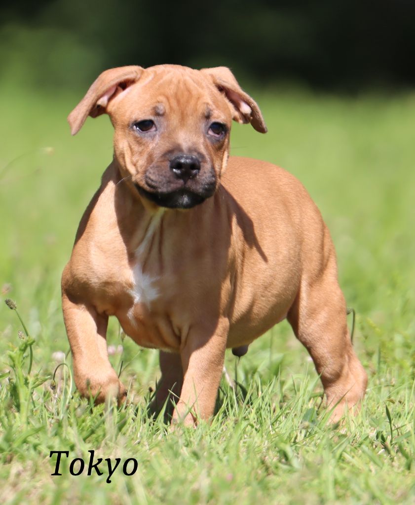 Du Paradis De D'zeus - Chiots disponibles - Staffordshire Bull Terrier