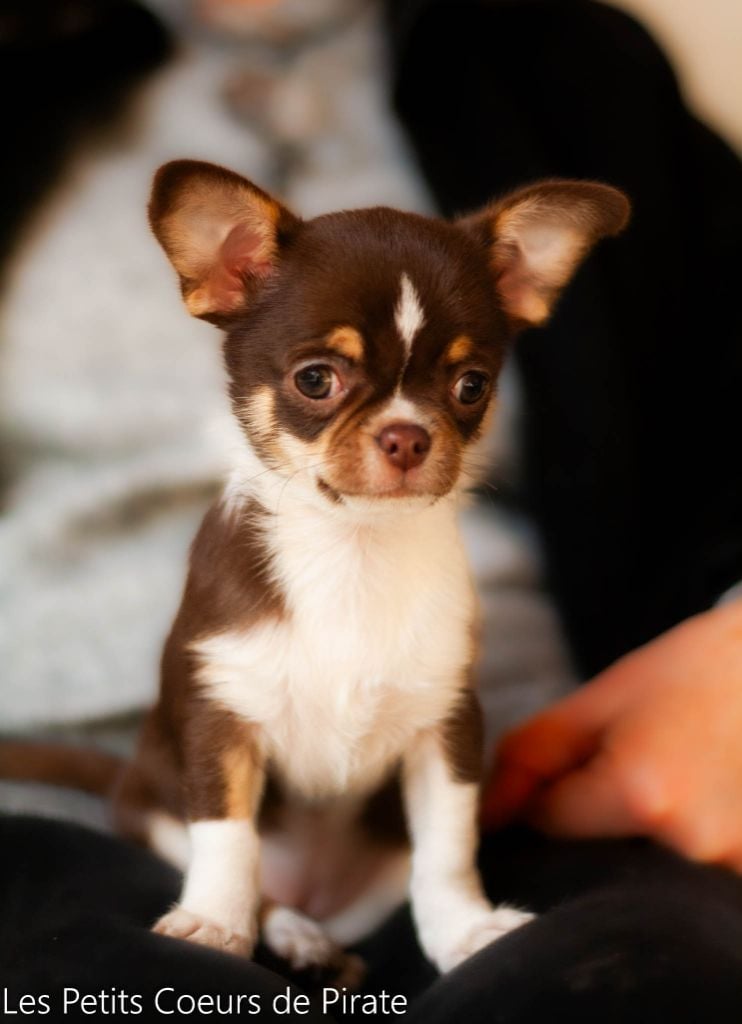 Des Petits Coeurs De Pirate - Chiots disponibles - Chihuahua