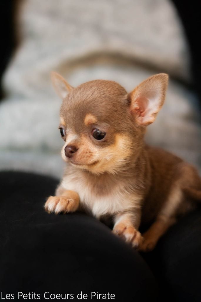 Des Petits Coeurs De Pirate - Chiots disponibles - Chihuahua