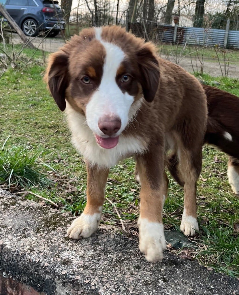 Du Jardin D'Oreben - Chiots disponibles - Berger Australien