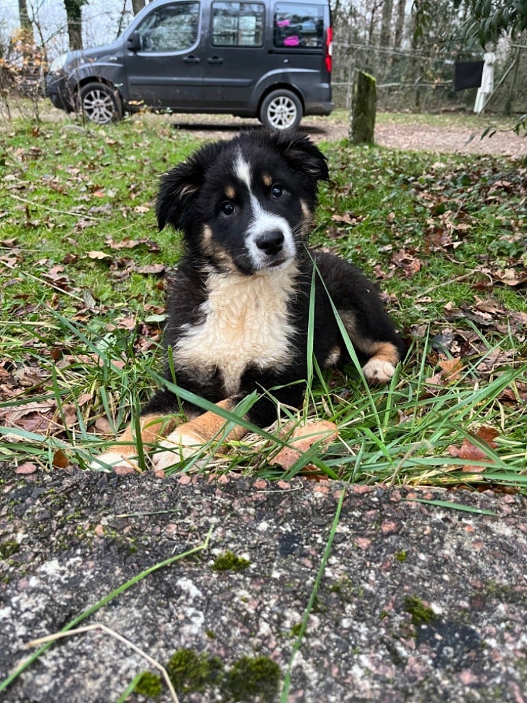 Du Jardin D'Oreben - Chiots disponibles - Berger Australien