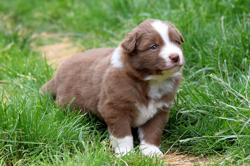 Red Aussie'Rise - Berger Australien - Portée née le 06/05/2022