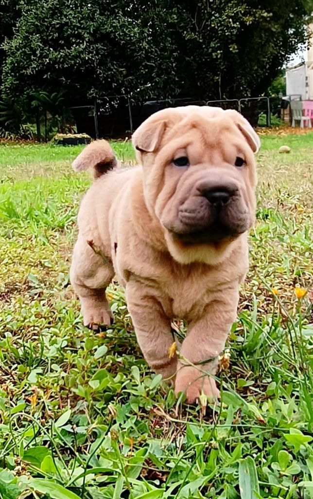 Nathalie Plessis - Chiots disponibles - Shar Pei