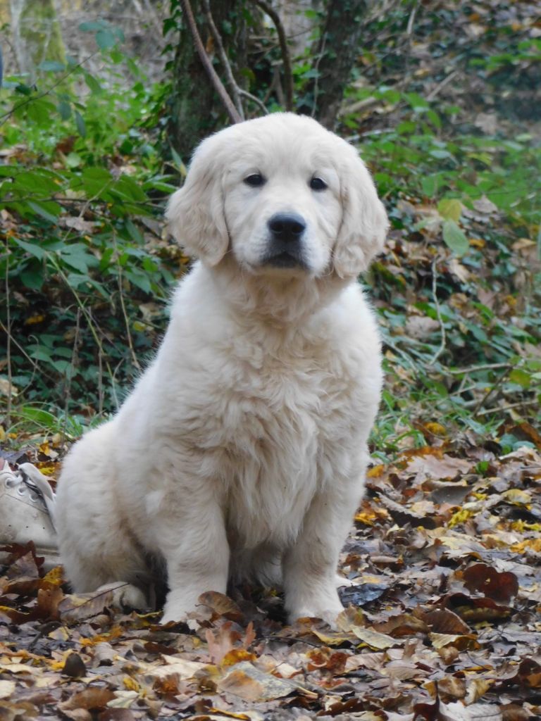 Des Terres De Wizyx - Golden Retriever - Portée née le 01/09/2021