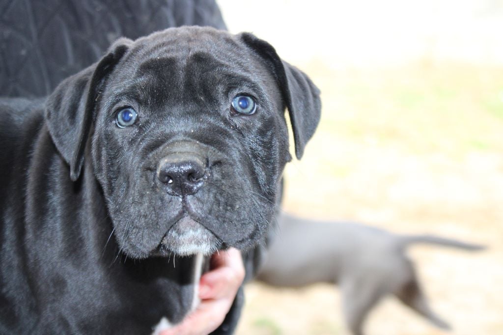 De La Guardia De Hiris - Chiots disponibles - Cane Corso