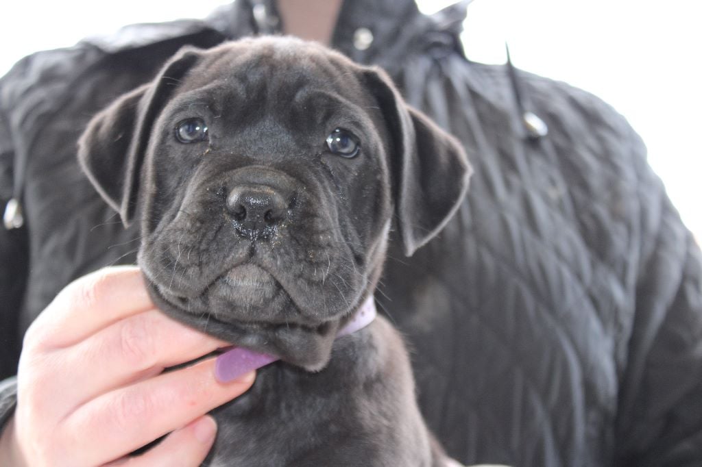 De La Guardia De Hiris - Chiots disponibles - Cane Corso