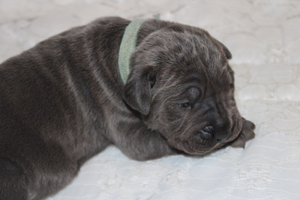 De La Guardia De Hiris - Cane Corso - Portée née le 22/01/2019