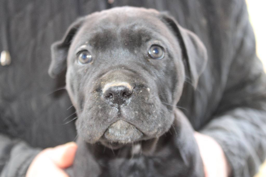 De La Guardia De Hiris - Chiots disponibles - Cane Corso