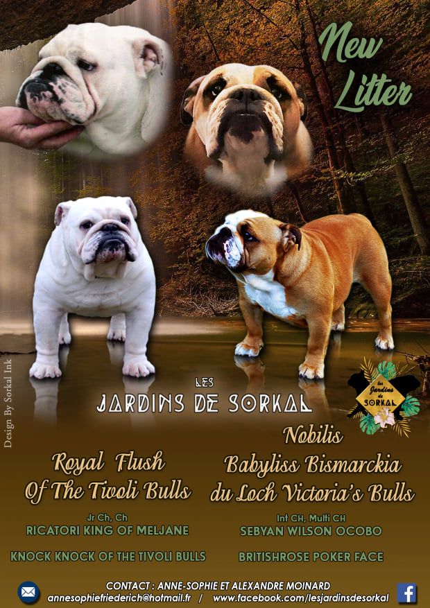 Des Jardins De Sorkal - Bulldog Anglais - Portée née le 30/01/2022