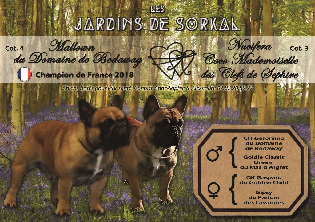 Des Jardins De Sorkal - Bouledogue français - Portée née le 09/07/2019