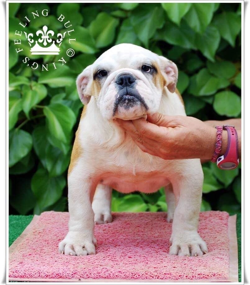 King´s Feeling - Chiots disponibles - Bulldog Anglais