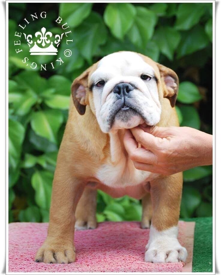 King´s Feeling - Chiots disponibles - Bulldog Anglais