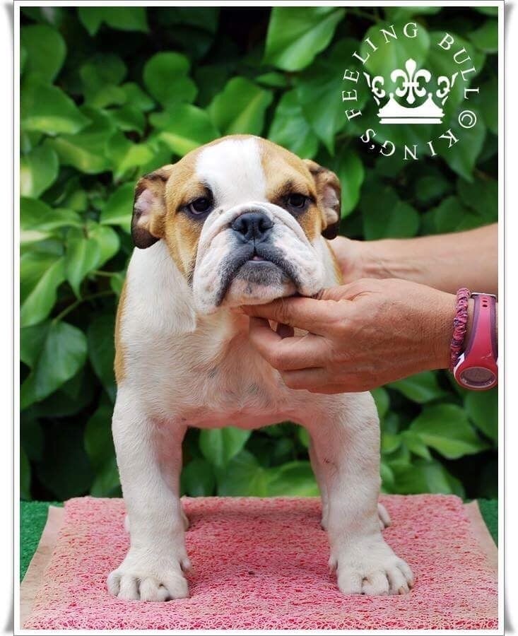 King´s Feeling - Chiots disponibles - Bulldog Anglais