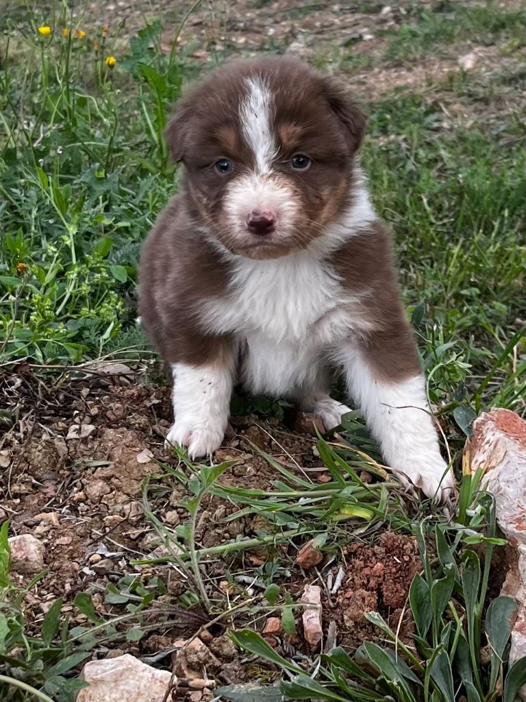 De L'Auberge De La Mourre - Chiots disponibles - Berger Australien