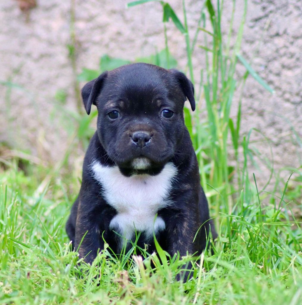 Sweet Dream Stafford - Staffordshire Bull Terrier - Portée née le 19/04/2024