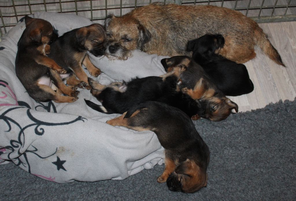 du chemin du paradis - Border Terrier - Portée née le 27/09/2022