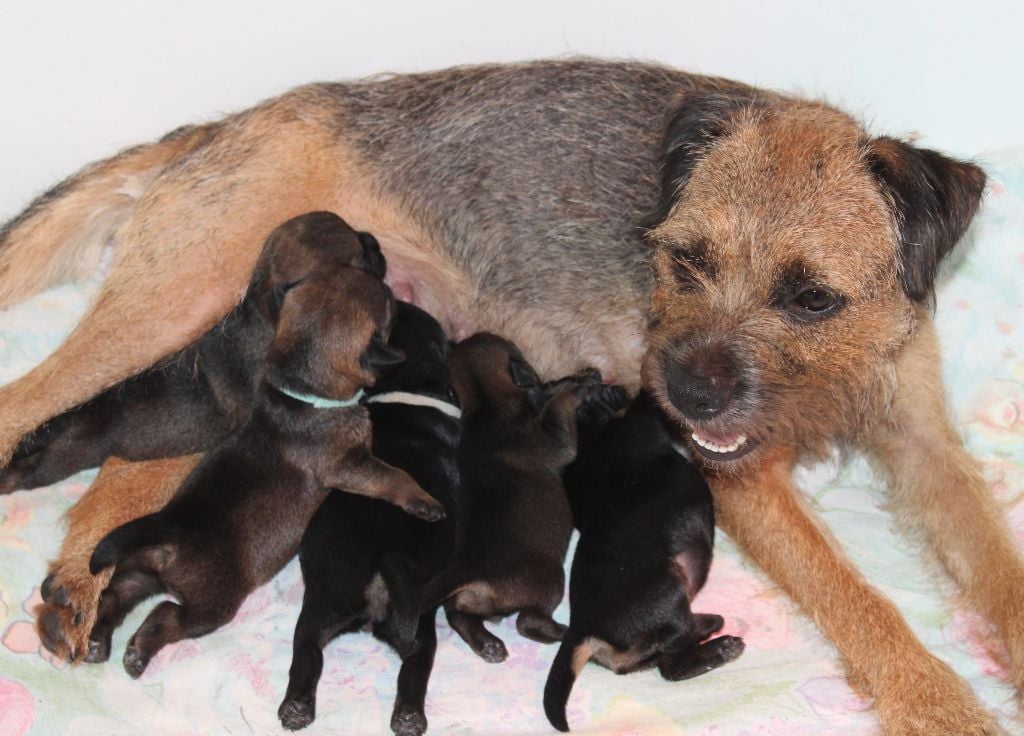 du chemin du paradis - Border Terrier - Portée née le 15/10/2024