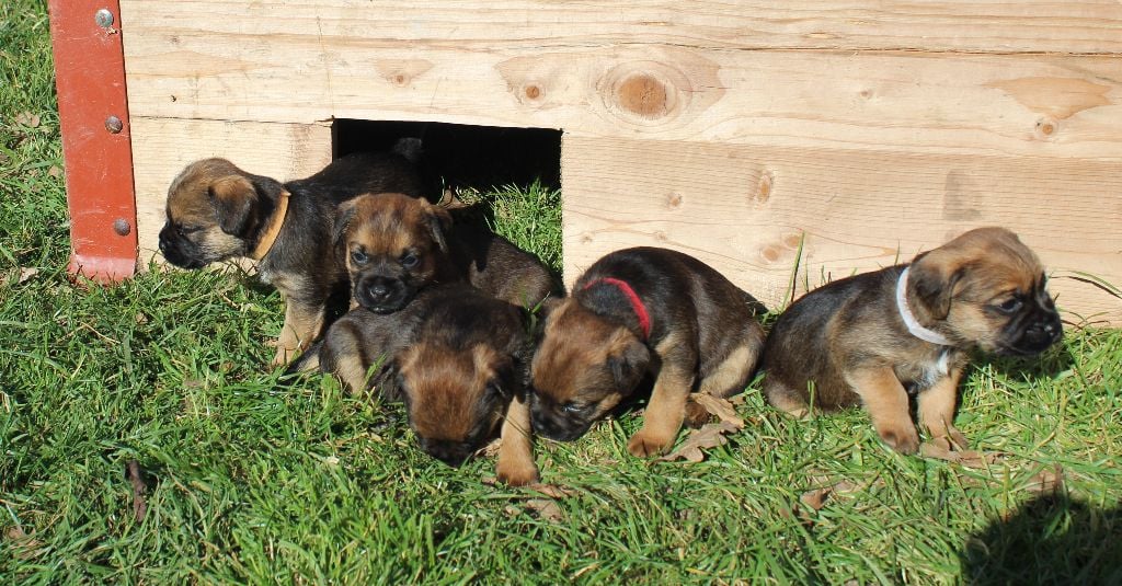 du chemin du paradis - Border Terrier - Portée née le 22/01/2019