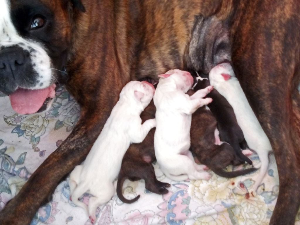 De Matyane - Les chiots d'Olympia de Matyane  sont nés