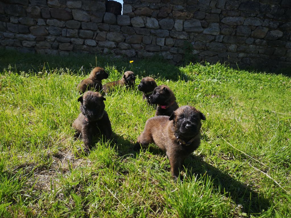 De L'Empire Du Mont Sombet - Berger Belge - Portée née le 27/05/2019