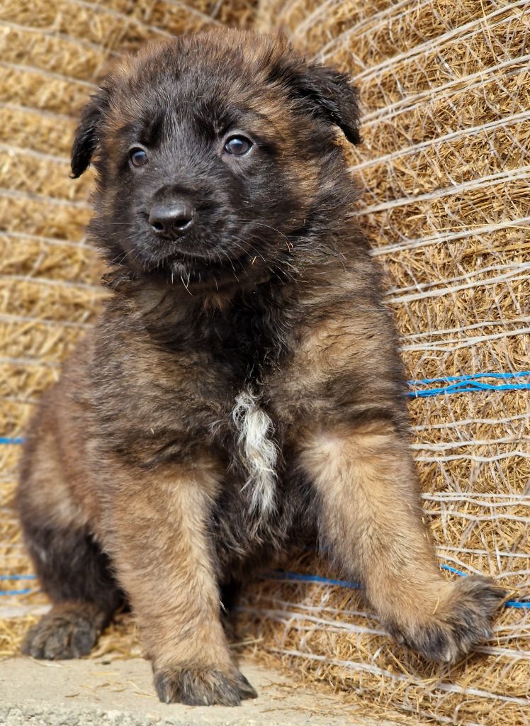 Chiot Berger Belge De L'Empire Du Mont Sombet