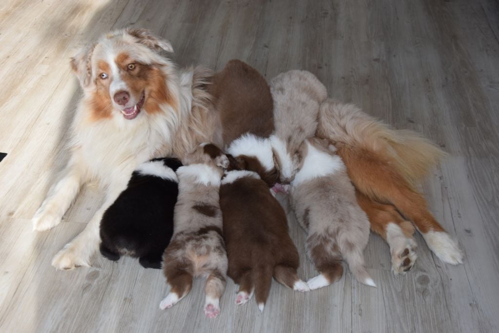 Chiot Berger Australien De La Vallée Du Lien