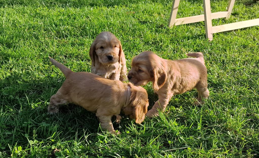 Des maloumy - Cocker Spaniel Anglais - Portée née le 06/10/2024