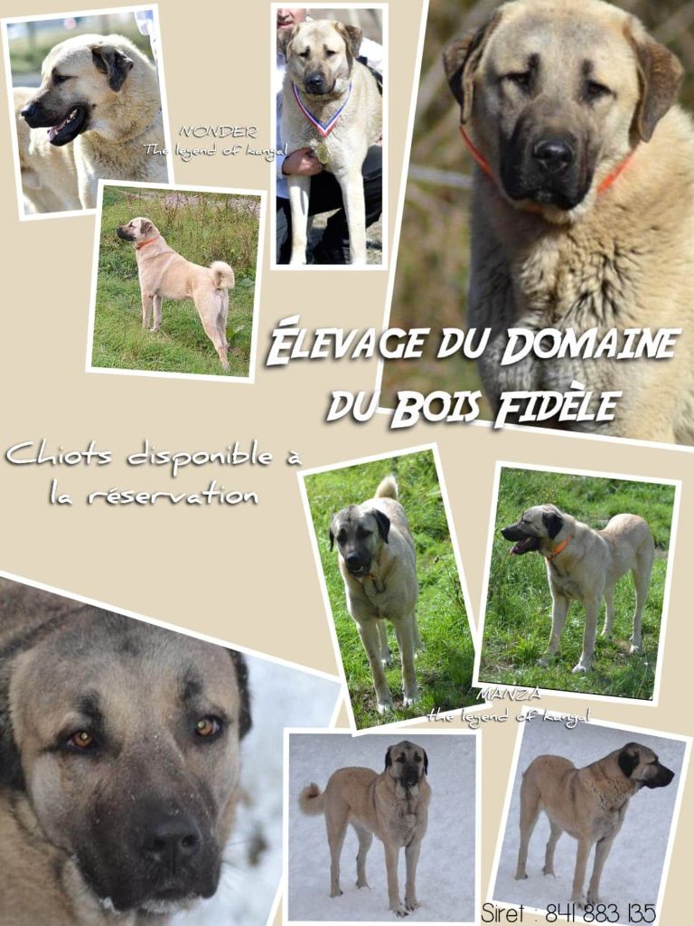 Chiots disponibles pour familles ou travail. 