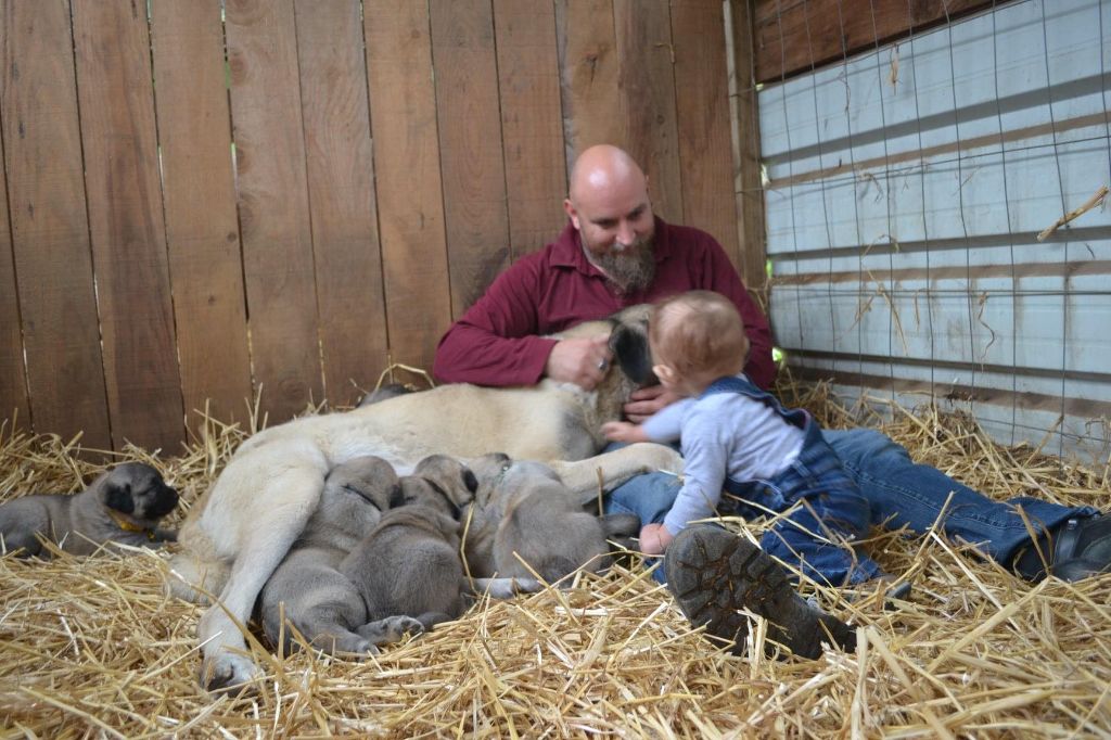 Du Domaine Du Bois Fidèle - Berger Kangal - Portée née le 10/09/2019