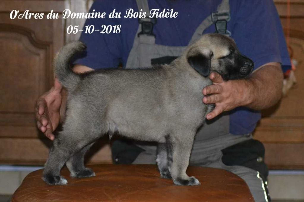 Du Domaine Du Bois Fidèle - Chiots disponibles - Berger Kangal