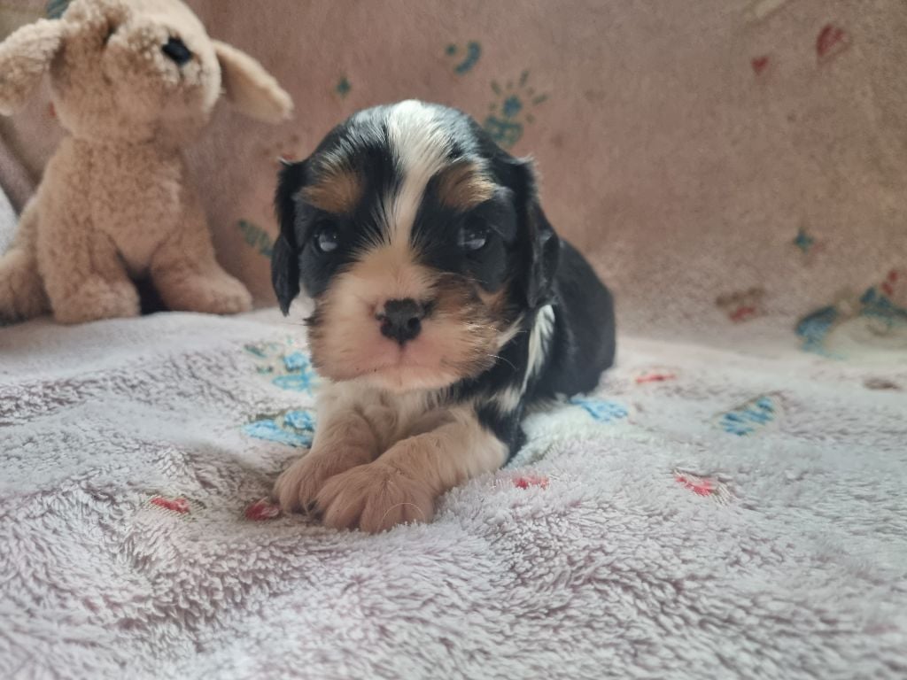 Du Petit Brillouard - Chiots disponibles - Cavalier King Charles Spaniel