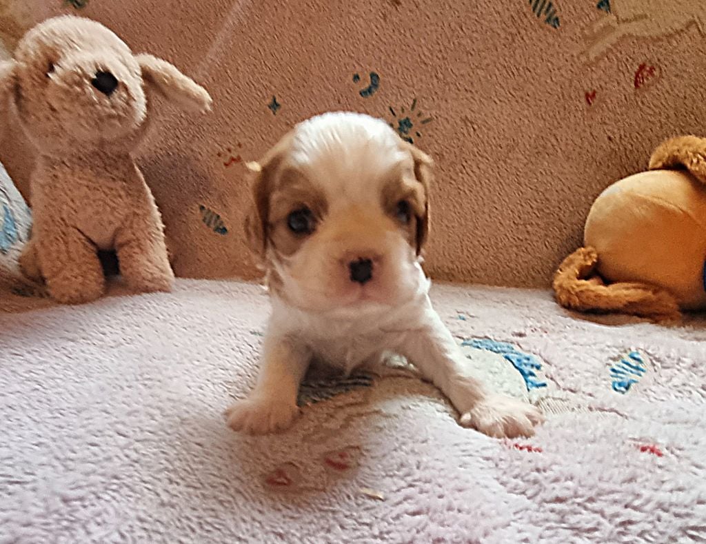 Du Petit Brillouard - Chiots disponibles - Cavalier King Charles Spaniel