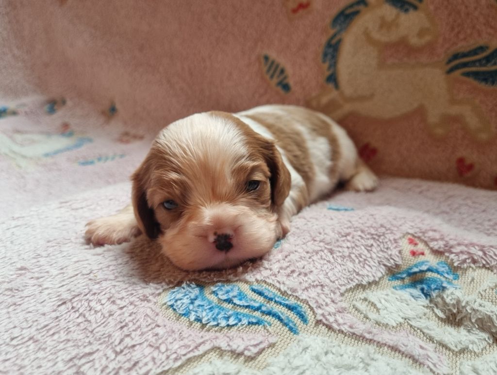 Du Petit Brillouard - Chiots disponibles - Cavalier King Charles Spaniel