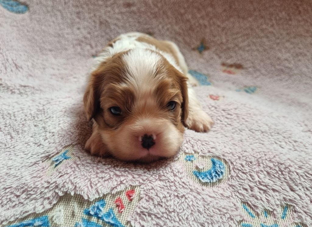 Du Petit Brillouard - Chiots disponibles - Cavalier King Charles Spaniel