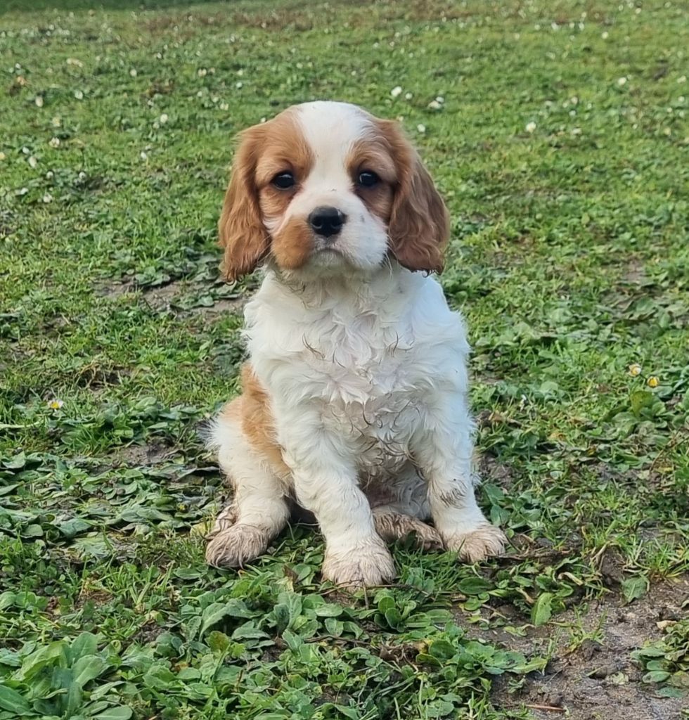 Du Petit Brillouard - Chiots disponibles - Cavalier King Charles Spaniel