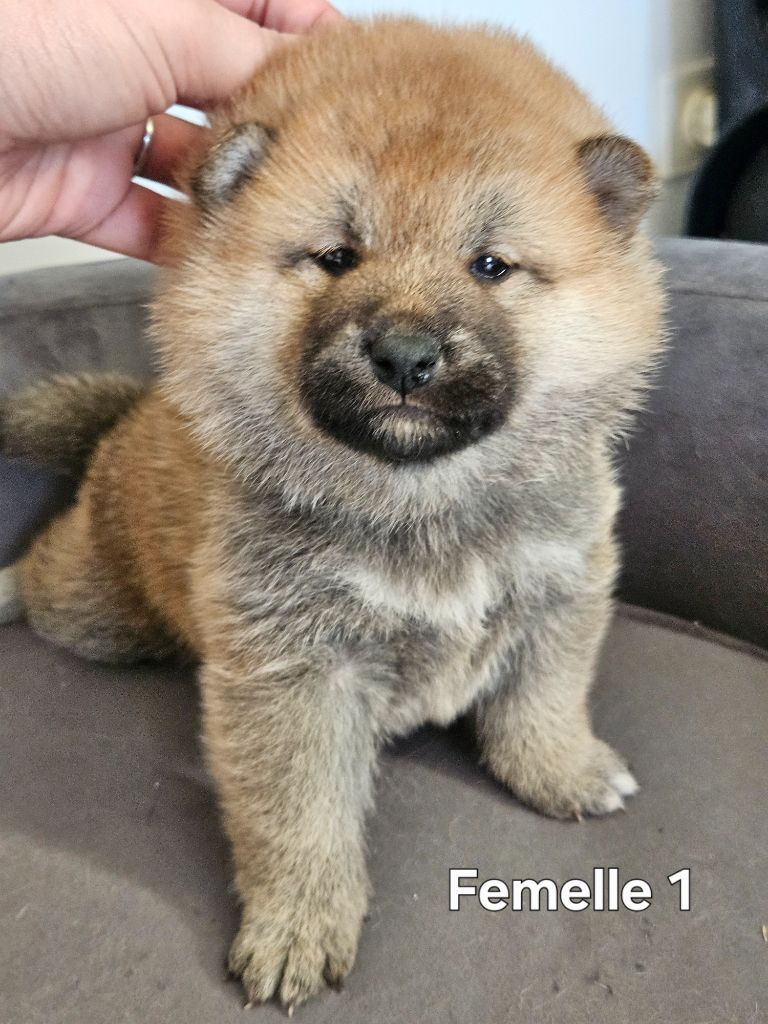 de British and Us - Chiots disponibles - Shiba