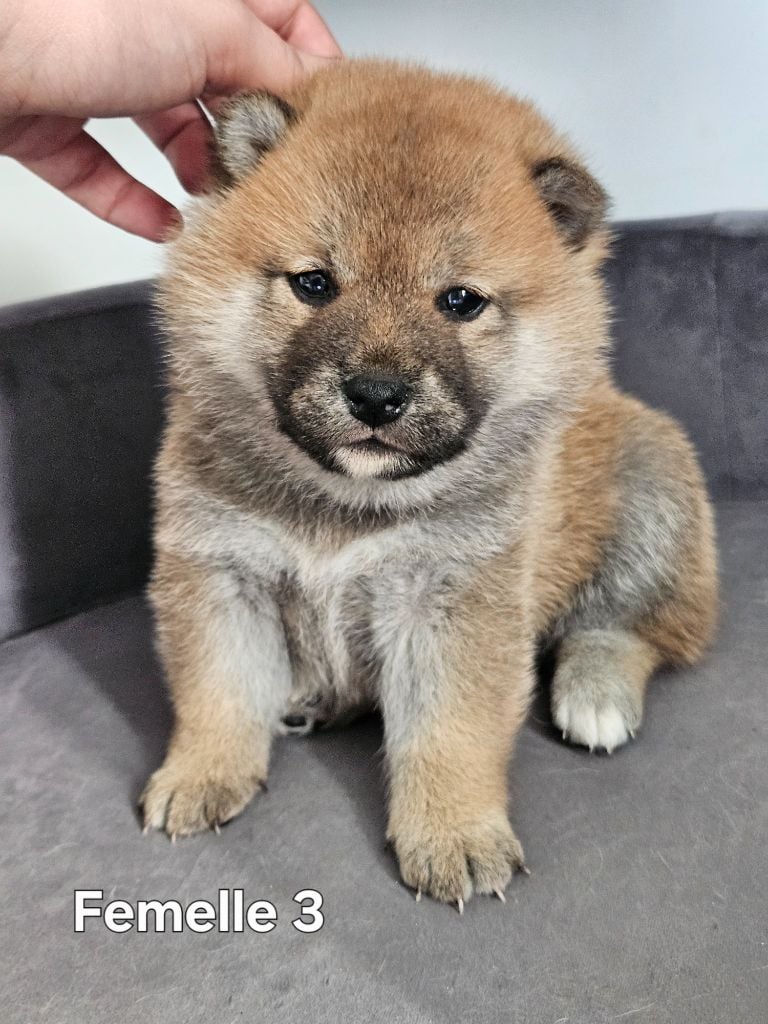 de British and Us - Chiots disponibles - Shiba