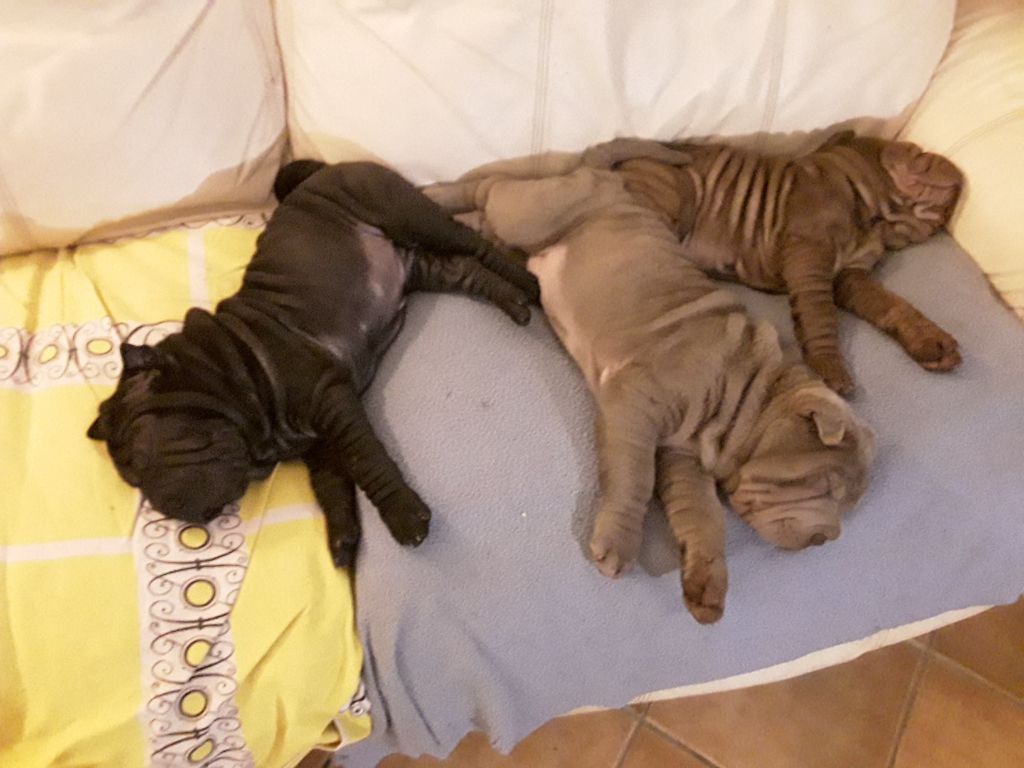 Des Terres Ancestrales - Les bébés Shar-Pei attendent leur future famille attentionnée.