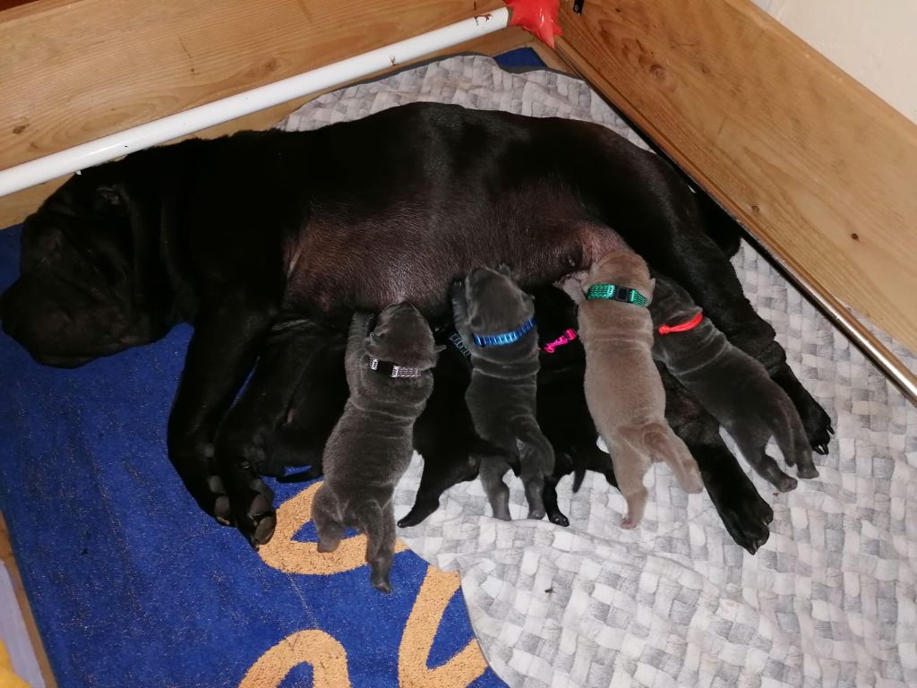 Chiot Shar Pei Des Terres Ancestrales