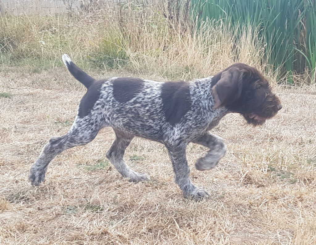 Chiot Chien d'arrêt allemand à poil dur Vom Feder Maler