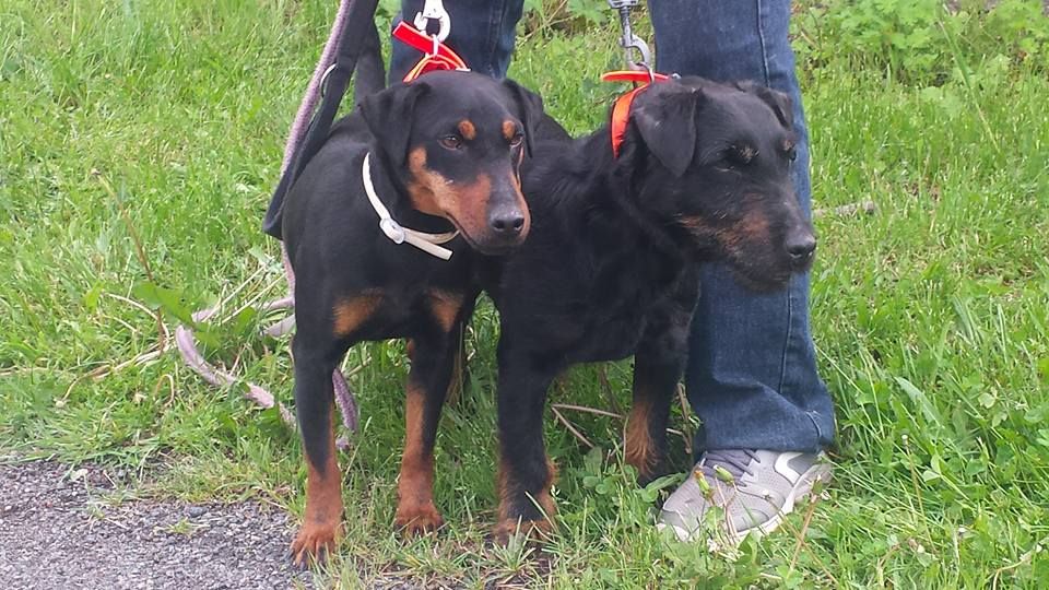 Chiot Terrier de chasse allemand Des Combes Du Ventoux