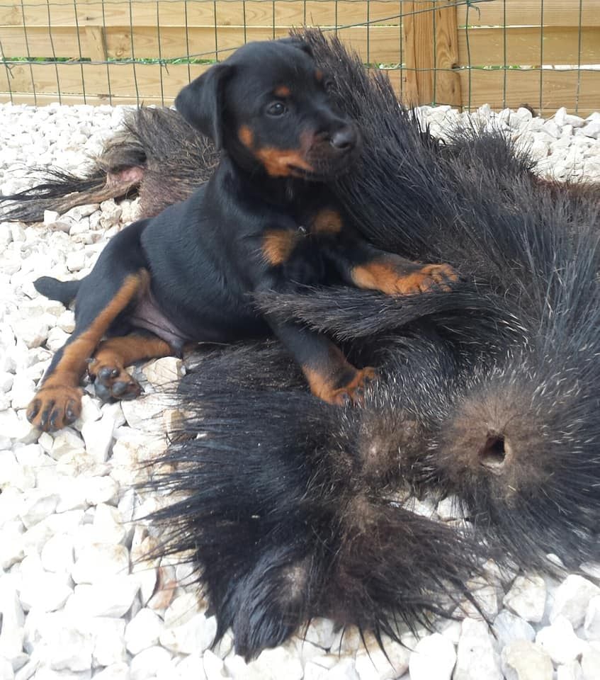 Des Combes Du Ventoux - Terrier de chasse allemand - Portée née le 17/06/2020