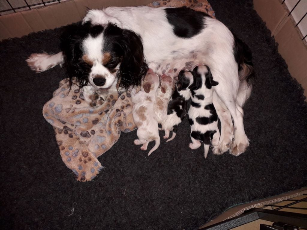 Chiot Cavalier King Charles Spaniel Du Verger De Sainte Suzanne