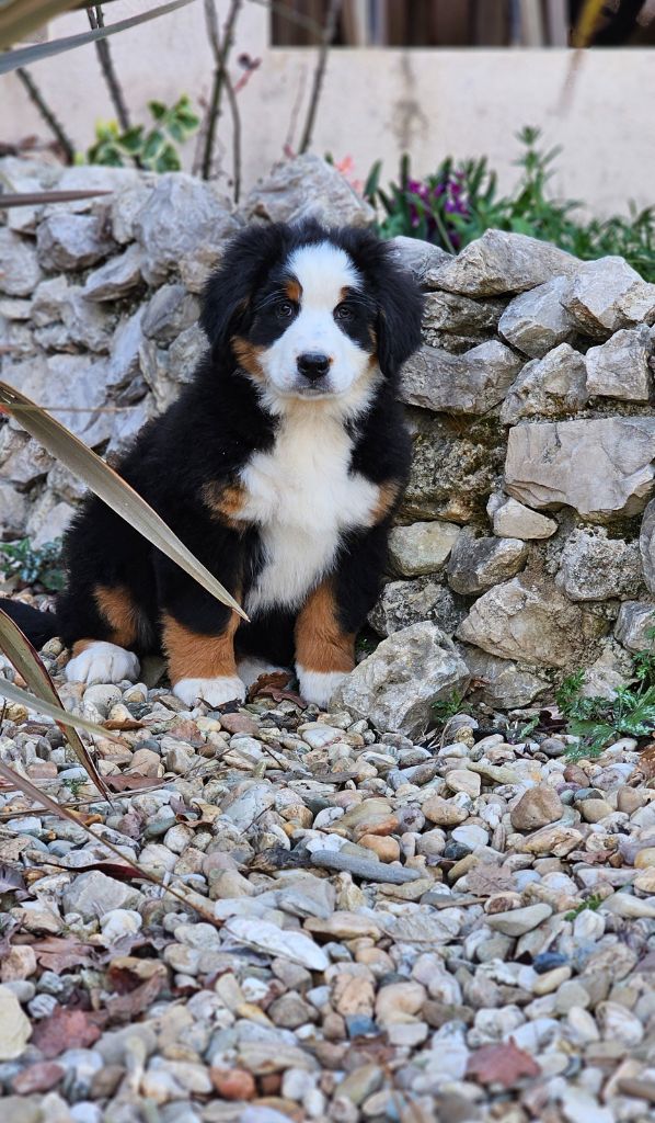 du Paradis du Domaine du Bouquet - Chiots disponibles - Bouvier Bernois