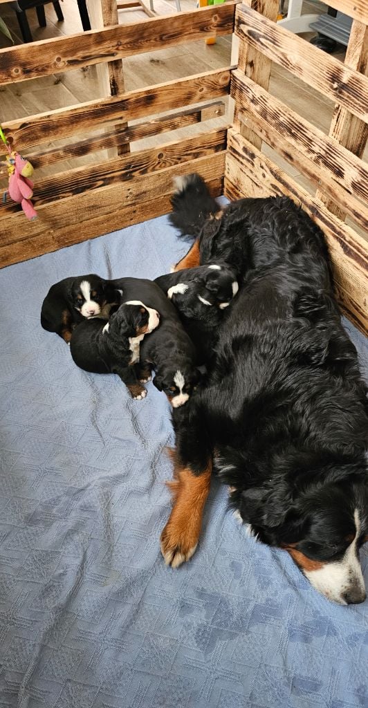 Chiot Bouvier Bernois du Paradis du Domaine du Bouquet